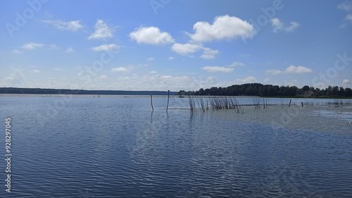 Lake shore overgrown with water lilies and reeds on a bright day
