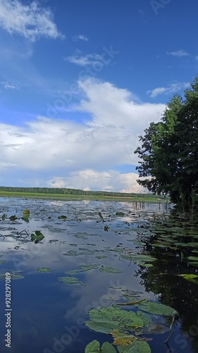 Lake shore overgrown with water lilies and reeds on a bright day