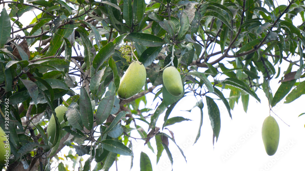 Mangoes Ready to Ripen on Tree Mangoes Ready to Ripen on Tree