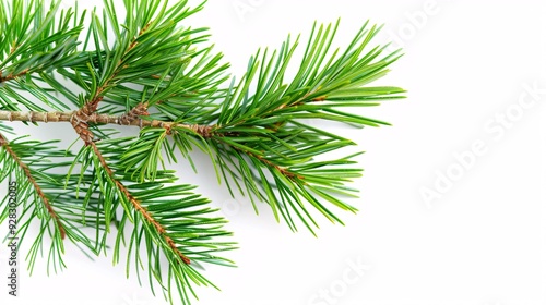 A solitary pine branch on a blank background.