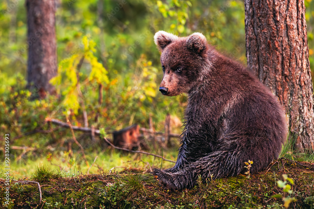 Fototapeta premium brown bear cub