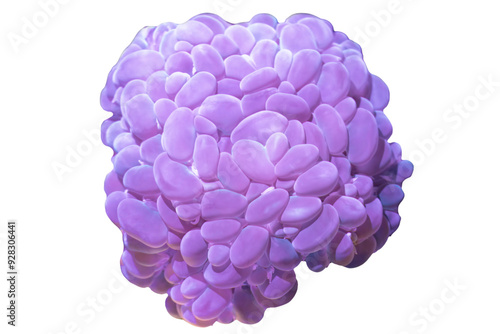 Fototapeta Naklejka Na Ścianę i Meble -  Plerogyra sinuosa coral isolated on isolated background, Coral on isolated background