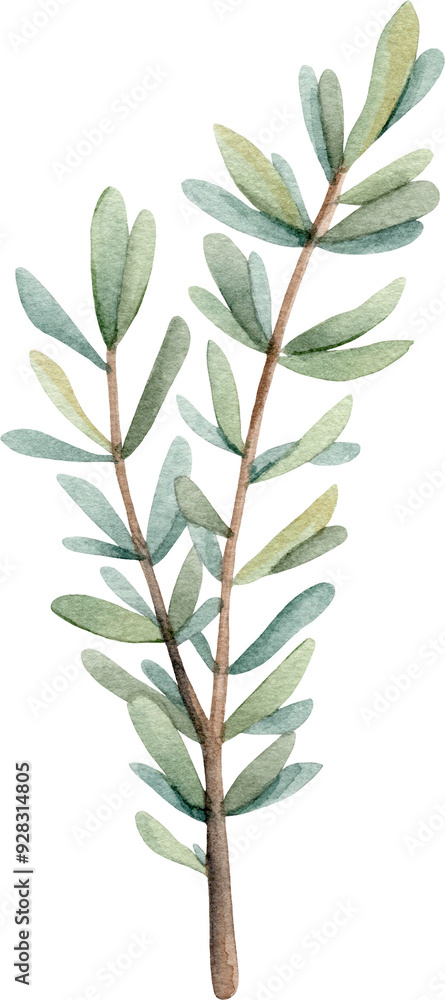 Watercolor green branch. Watercolor green branch.