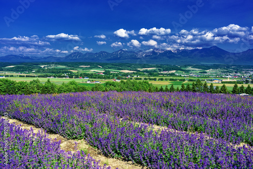 北海道・上富良野町 初夏の花畑の風景