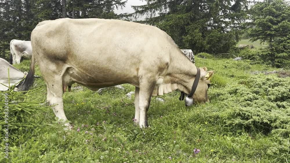 Cows grazing on the Alps in Switzerland. Swiss Brown Swiss cattle in the mountains on the meadow. Schweizer Braunvieh Cows grazing on the Alps in Switzerland. Swiss Brown Swiss cattle in the mountains on the meadow. Schweizer Braunvieh