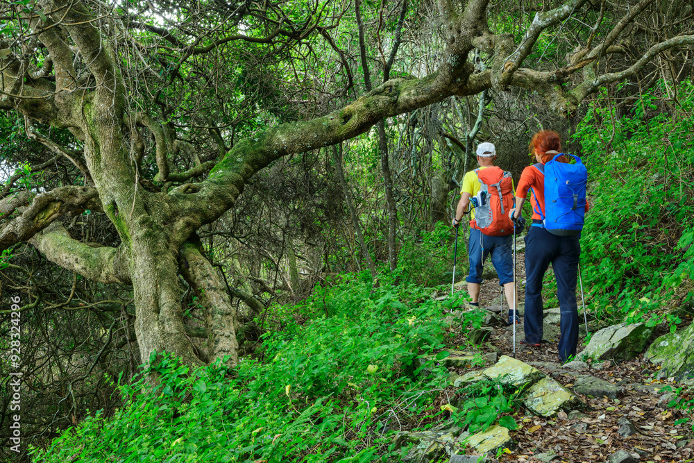 Man and woman hiking in forest of Otter trail, Tsitsikamma Section, Garden Route National Park, Eastern Cape, South Africa Man and woman hiking in forest of Otter trail, Tsitsikamma Section, Garden Route National Park, Eastern Cape, South Africa