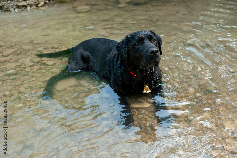 A black labrador is lying on the ground, looking to the side with its mouth open. The dog is surrounded by tall trees and hot air. A black labrador is lying on the ground, looking to the side with its mouth open. The dog is surrounded by tall trees and hot air.