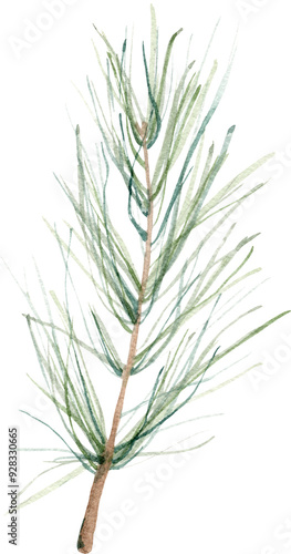 Watercolor Pine branch. Hand drawn botanical elements isolated on white.