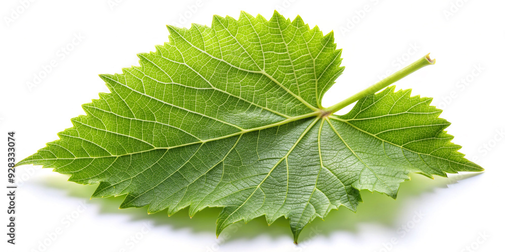 Grape Leaf Isolated on White Background - Full Depth View
