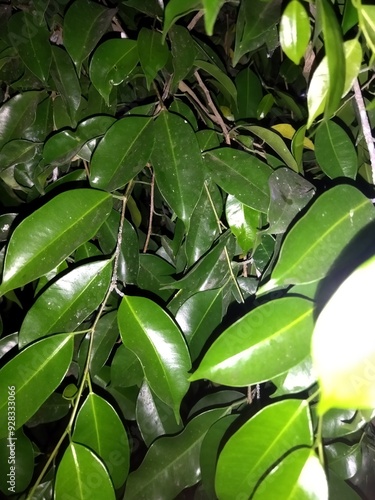 Photo of beautiful green leaves