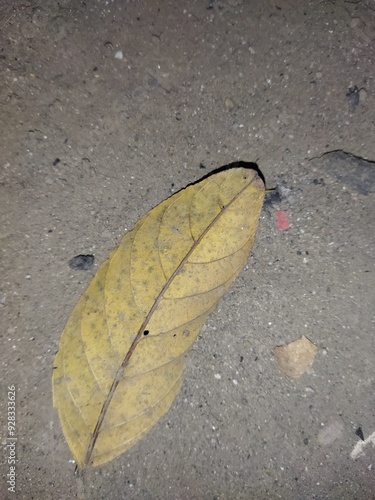 Photo of dry leaves on the ground