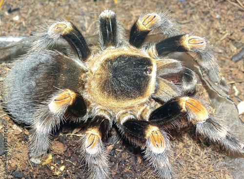 Brachypelma hamorii (Mexican Redknee Tarantula) photo