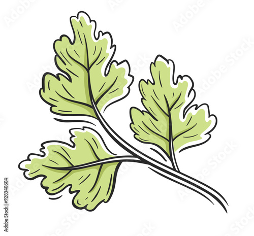 Green parsley isolated on white background. Fresh parsley icon in cartoon design. Vector illustration