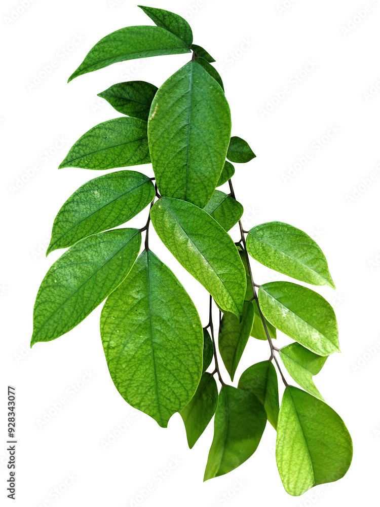 Fototapeta premium close up of lush green plants isolated white background, green leaves transparent background