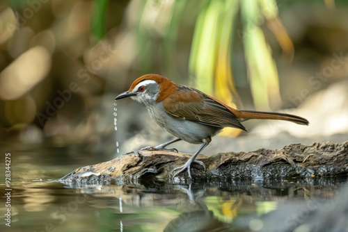 Chestnut capped Babbler perched on branch drinking water photo