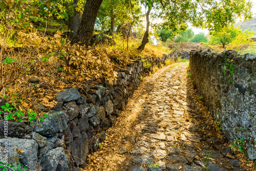 shiny golden stone paved road with stonal sidewalks and green bushes and trees on sides, stone path with green trees and pavement on outdoor landscape photo