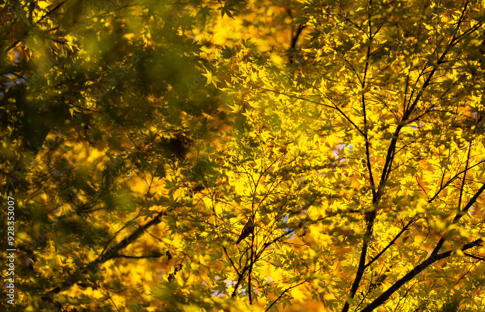 Foliage in the park. Autumn fall leaves of maple trees. Autumn fall leaves in sunlight. Natural autumn background. Autumnal background. Foliage, falling leaves background. Autumn leaf. Foliage in the park. Autumn fall leaves of maple trees. Autumn fall leaves in sunlight. Natural autumn background. Autumnal background. Foliage, falling leaves background. Autumn leaf.