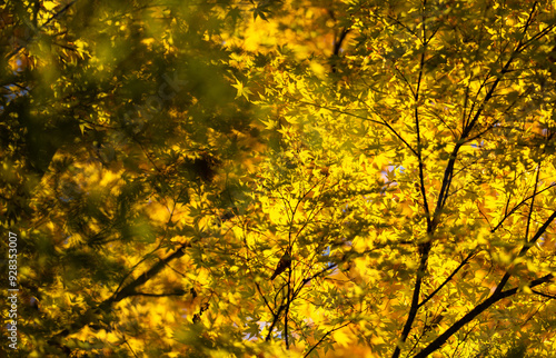 Foliage in the park. Autumn fall leaves of maple trees. Autumn fall leaves in sunlight. Natural autumn background. Autumnal background. Foliage, falling leaves background. Autumn leaf.