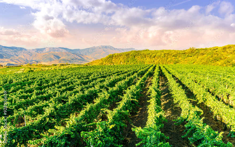 green rows of wineyard with grape on a winery during sunset with amazing mountains and clouds on background green rows of wineyard with grape on a winery during sunset with amazing mountains and clouds on background