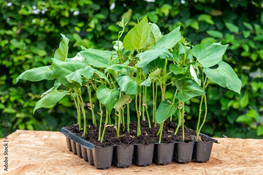 Seedlings in a plastic tray ready to be planted in the garden