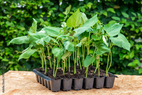 Seedlings in a plastic tray ready to be planted in the garden