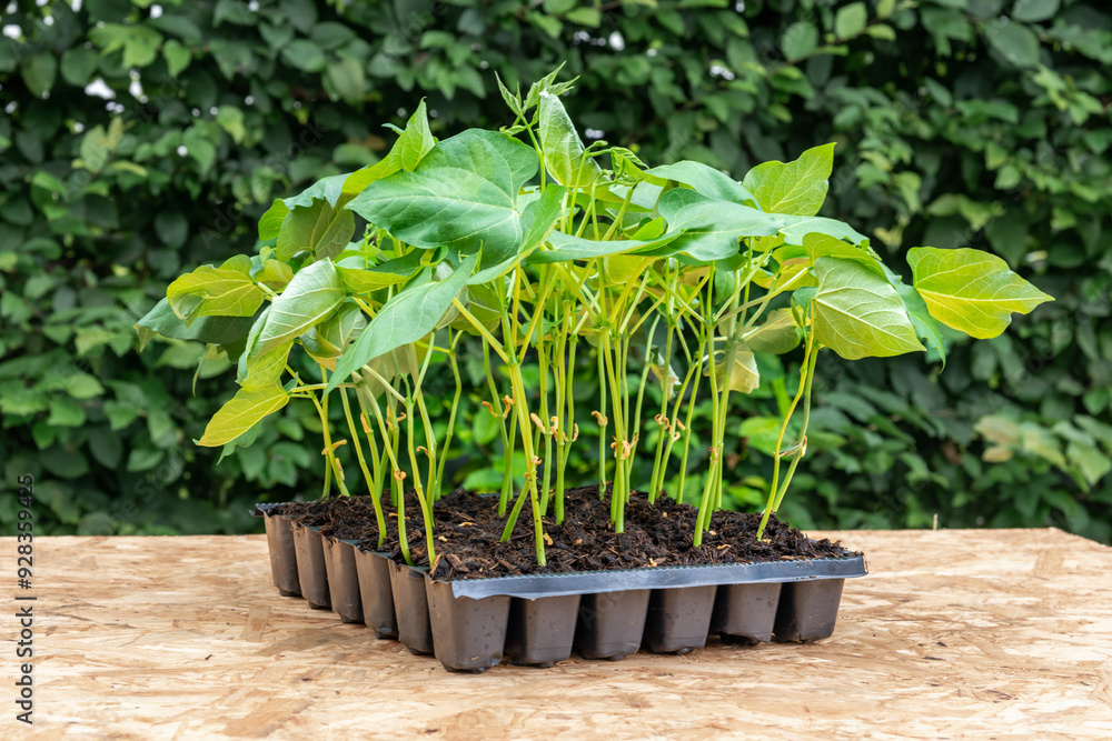 Seedlings in a plastic tray ready to be planted in the garden