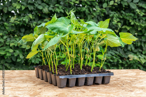 Obraz na płótnie Seedlings in a plastic tray ready to be planted in the garden w salonie