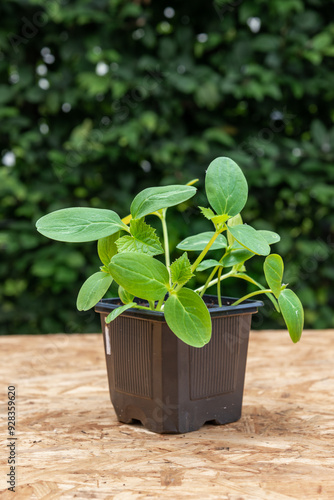Young cucumber plants in a pot on a workbench before planting