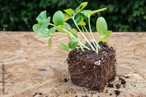 Seeding with root ball on wooden board with green leaves background