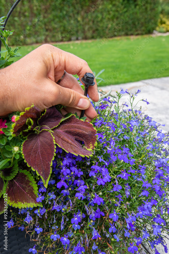 Male hand holding drip irrigation and installing it into the flower pot on garden patio