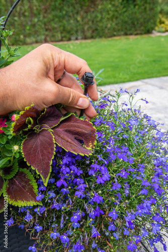 Obraz na płótnie Male hand holding drip irrigation and installing it into the flower pot on garden patio w salonie