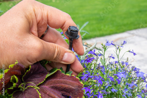 Obraz na płótnie Male hand holding drip irrigation and installing it into the flower pot on garden patio w salonie