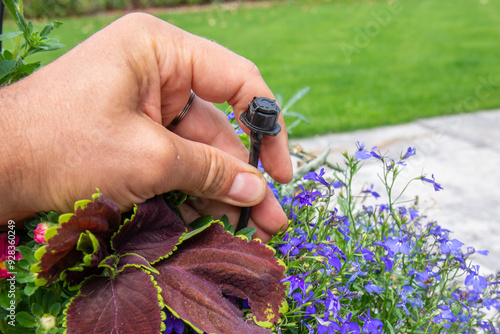 Male hand holding drip irrigation and installing it into the flower pot on garden patio