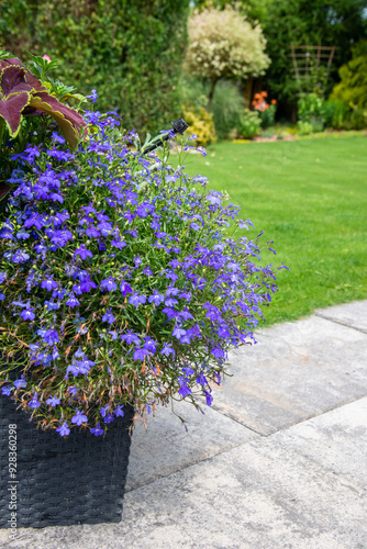 Drip irrigation with bubbler and tube over the flower pot on garden patio