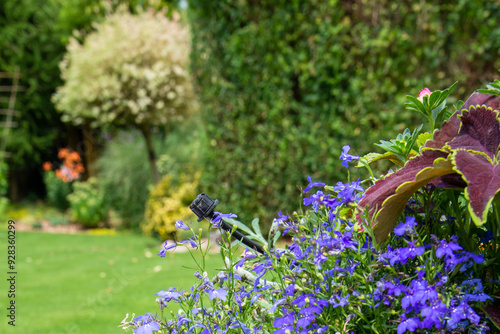 Drip irrigation with bubbler and tube over the flower pot on garden patio