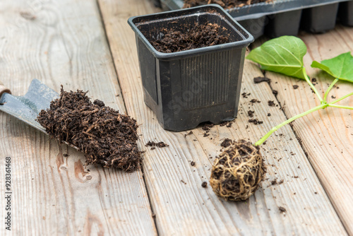 Potting up vegetable seedling into plastic container,  spade filled with potting soil, seedlings in tray sitting on wooden work bench