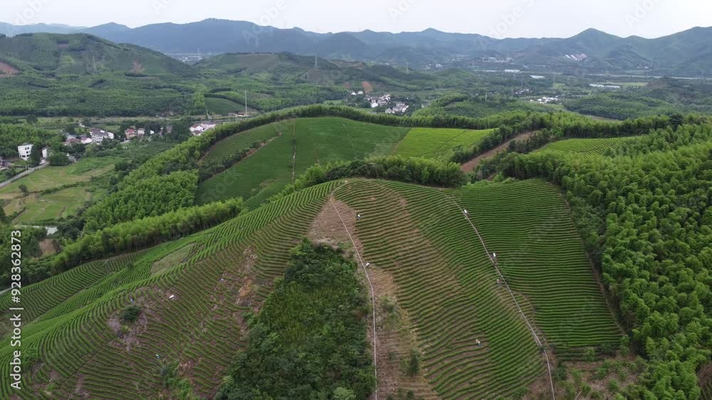 This is the tea terraces in Huzhou, China This is the tea terraces in Huzhou, China