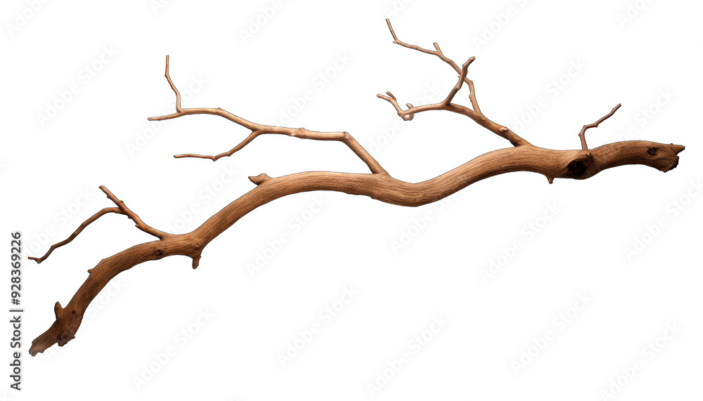stems hedera helix ivy liana grapes vine branches tropical creeper stems hedera helix ivy liana grapes vine branches tropical creeper