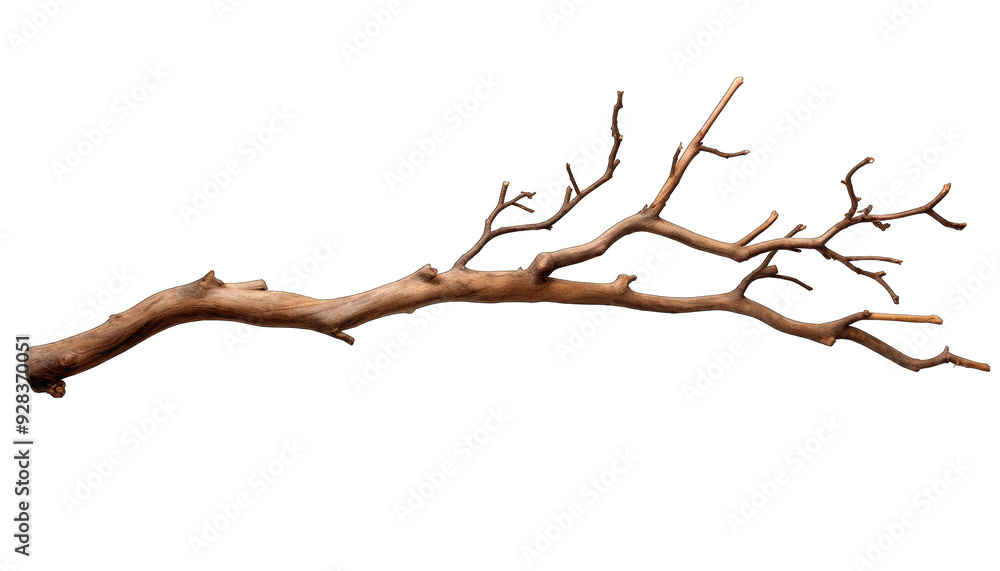 stems hedera helix ivy liana grapes vine branches tropical creeper stems hedera helix ivy liana grapes vine branches tropical creeper