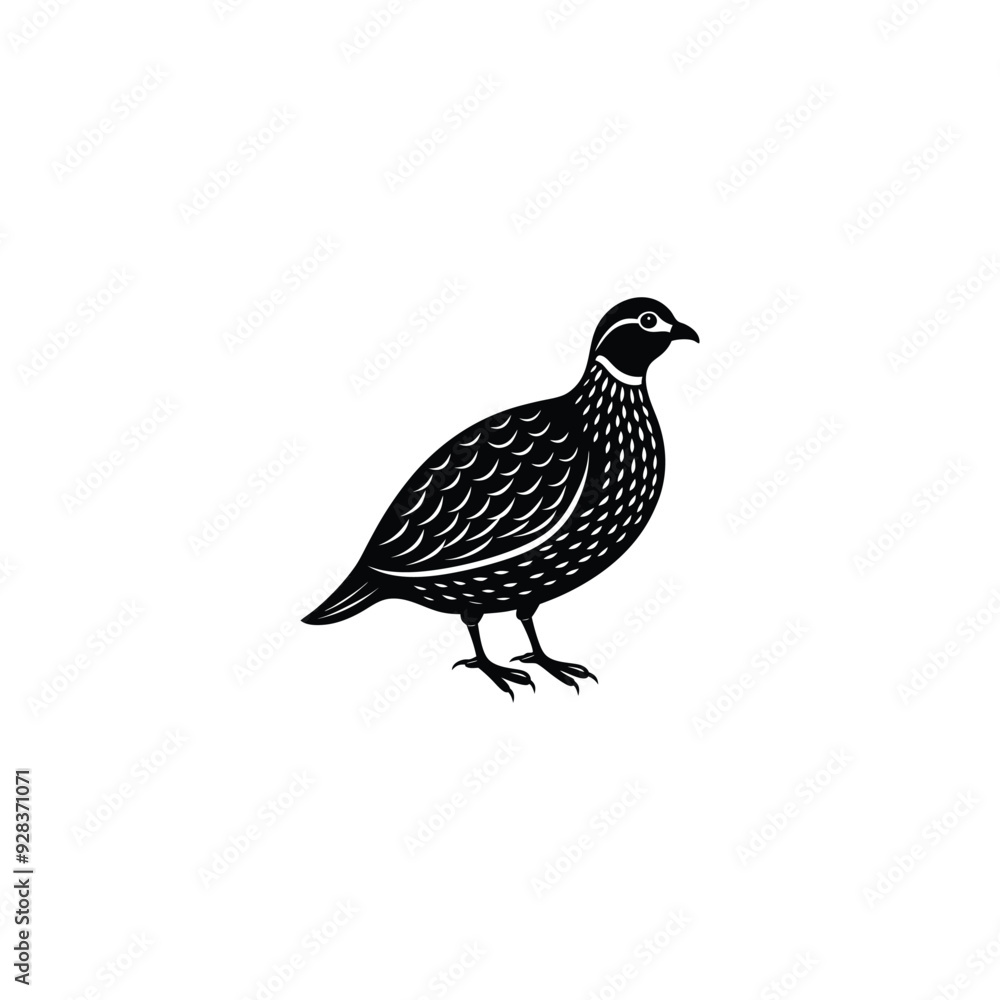 Quail Black and white colors Quail Black and white colors