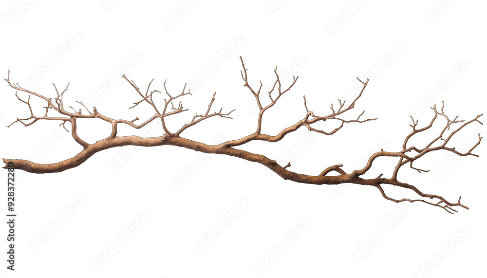 stems hedera helix ivy liana grapes vine branches tropical creeper stems hedera helix ivy liana grapes vine branches tropical creeper