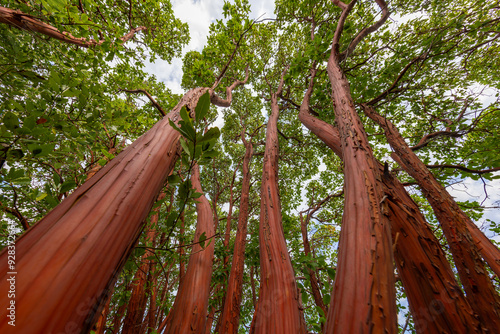 This tree, which has a red trunk and red fruit towards New Year's Eve, is also known as the Christmas tree and is also used as a scent.Arbutus andrachne (turkish name sandalagaci)