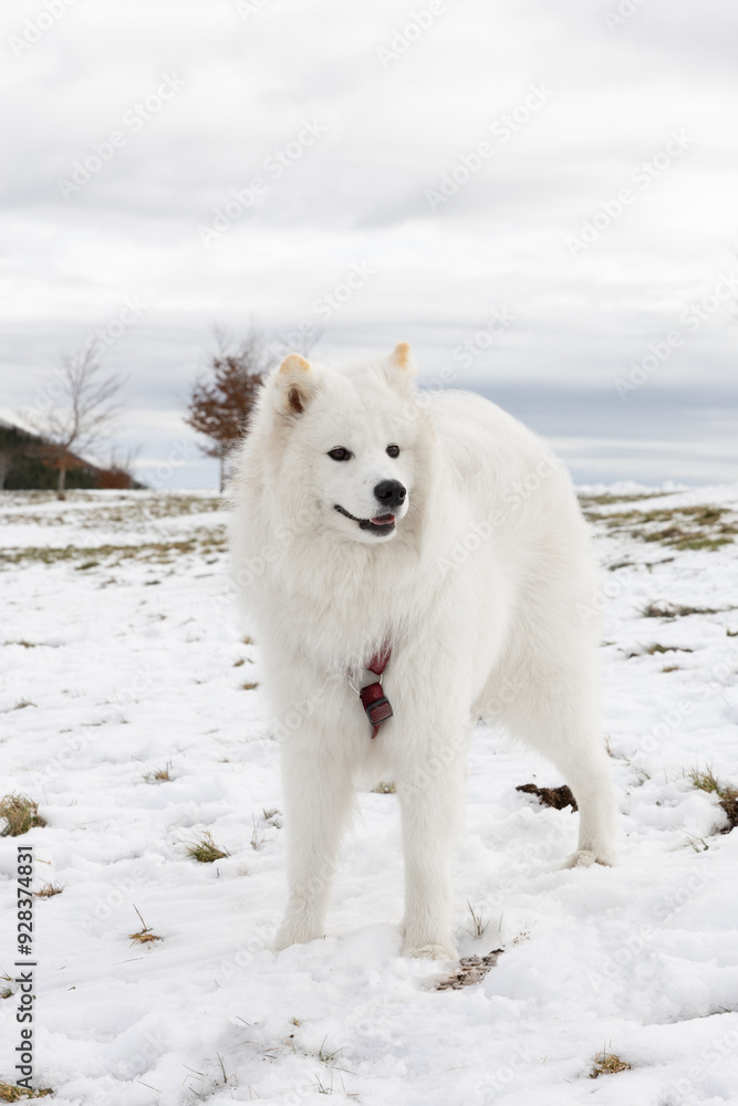 Fototapeta premium Samoyedo en un paisaje nevado 
