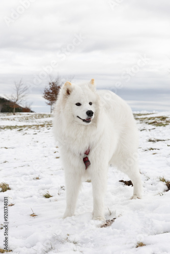 Samoyedo en un paisaje nevado 