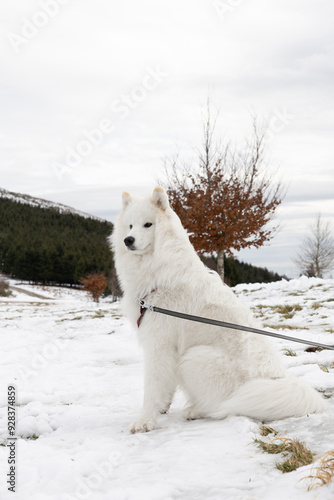Samoyedo en un paisaje nevado 