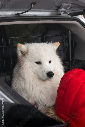 Samoyedo dentro del maletero de un coche 