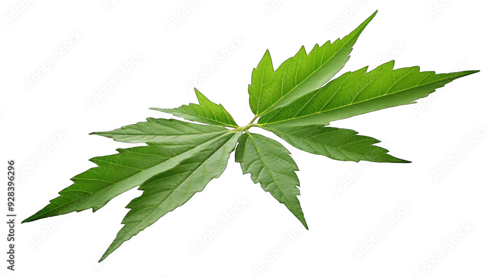 view of beautifully multicolored leaf