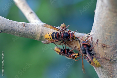 Fotografi Hornets gnawing the bark off a lilac bush