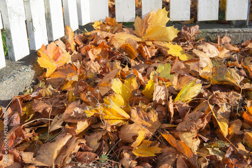 closeup on pile of autumnal golden foliage falled on the ground  against a wh...