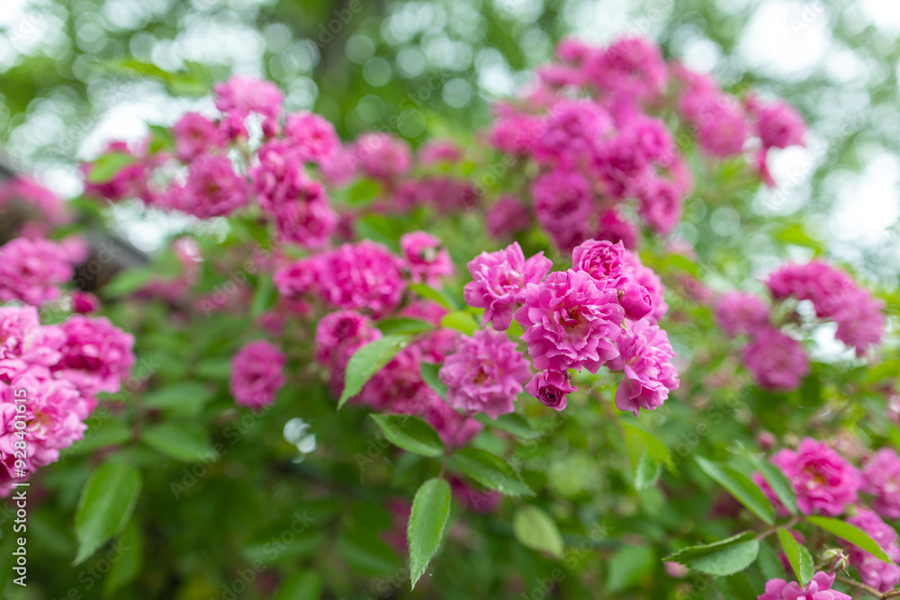 Small Pink roses flower growing in garden green nature Small Pink roses flower growing in garden green nature